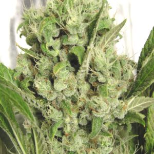 Harlem Diesel cannabisseeds