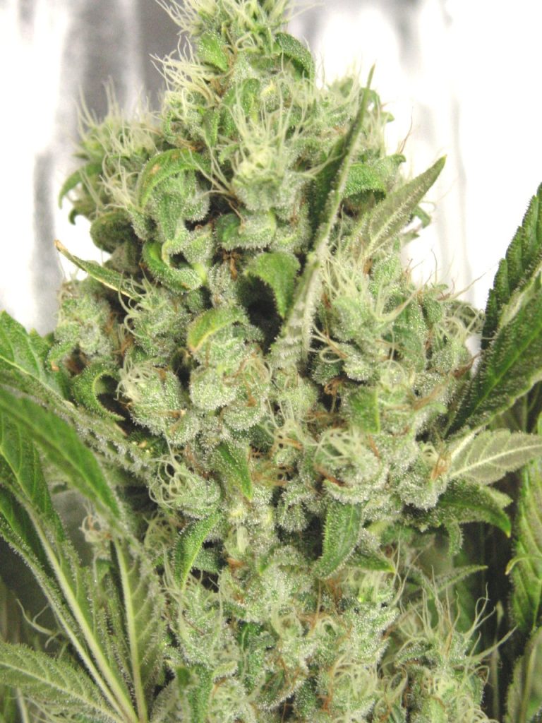 Harlem Diesel cannabisseeds